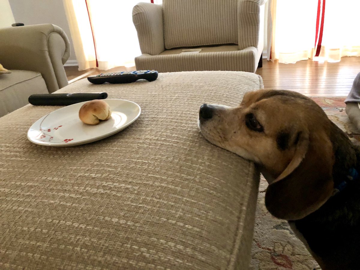 NigeltheBeagle's tweet photo. Why hello there, little unattended dinner roll. Why are you here all alone? Can I help you find your way? And why are you shaped like a butt? https://t.co/TZZwzzKbNW