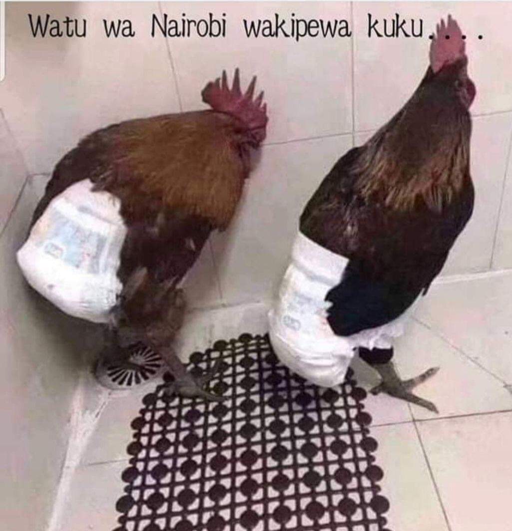 ronniemambo77's tweet photo. @ntvkenya @theTrendLive Pets za Butita..... https://t.co/GKt84iccAX