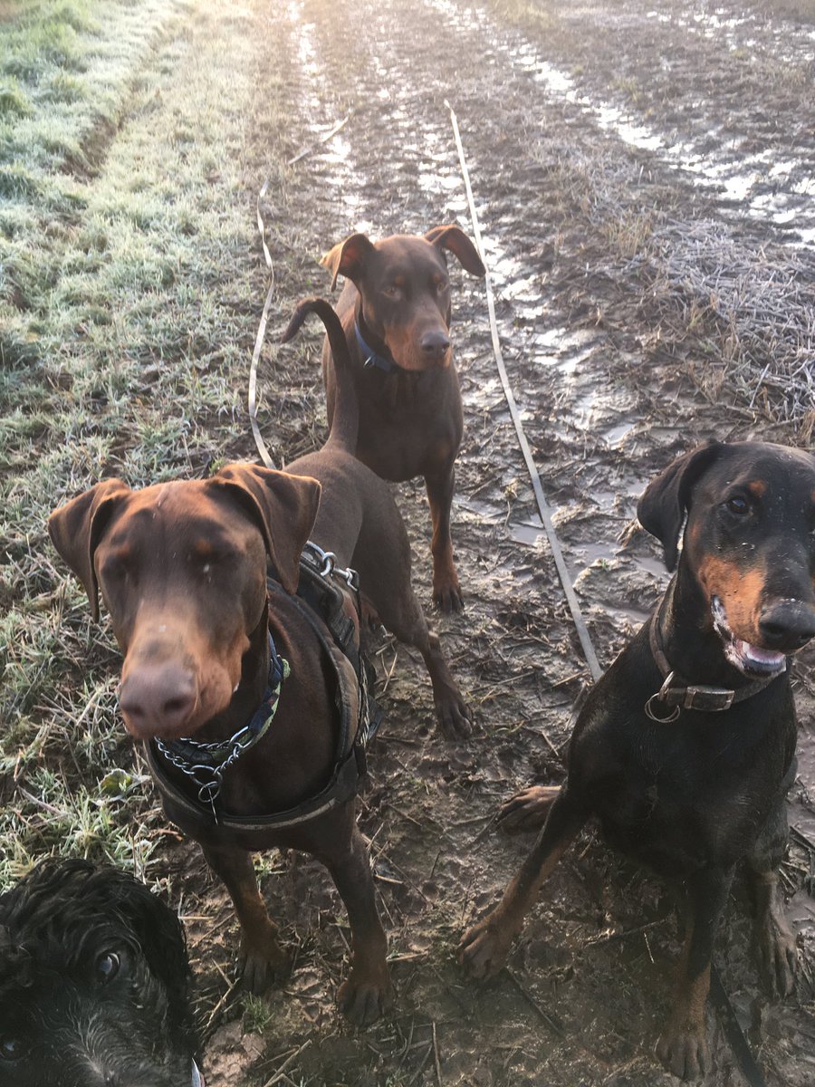 A muddy walk but they don't care and neither do I😂❤️🐶 #muddydogs #towels #dobermanns #lovethisweather #norain