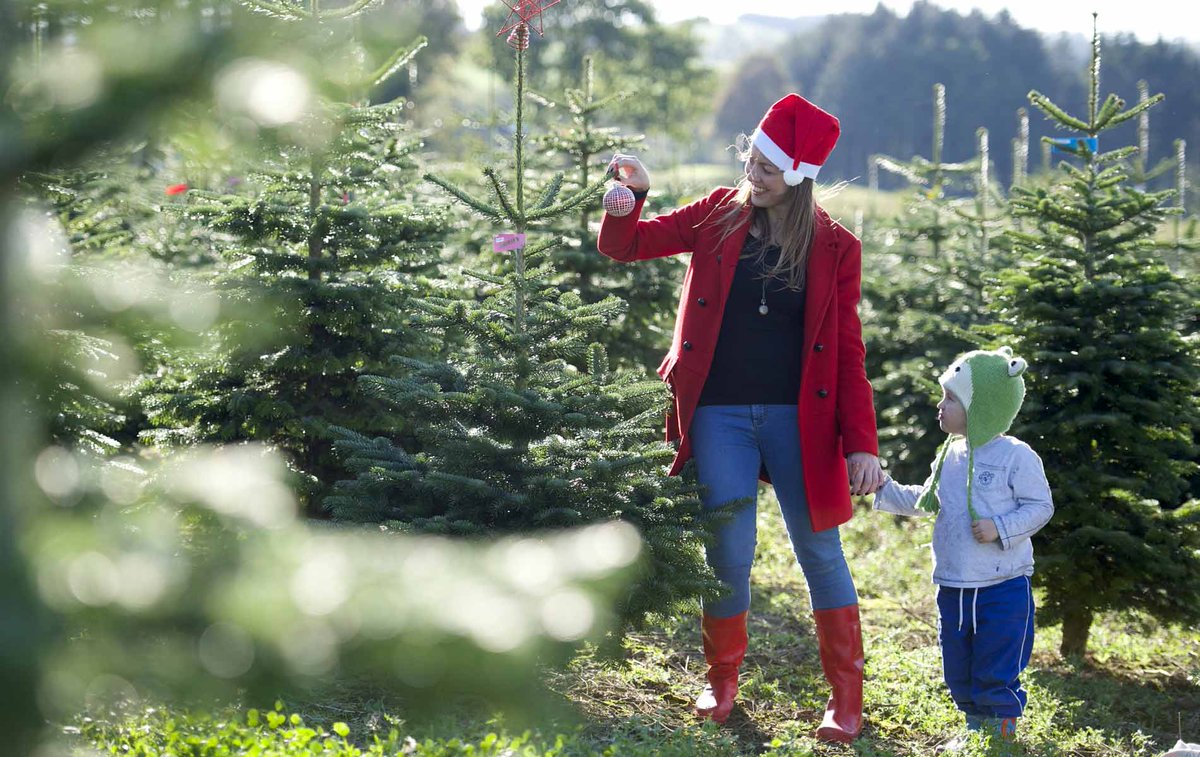 Hambrooks's tweet image. Time to start decorating your #ChristmasTree2019 Plenty in stock #nondrop #spruce #nordmann Fraser Open all weekend Find us PO14 4PR #titchfield #Southampton #portsmouth