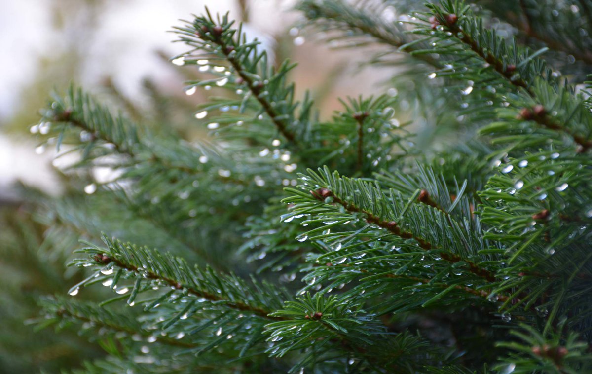 Hambrooks's tweet image. Time to start decorating your #ChristmasTree2019 Plenty in stock #nondrop #spruce #nordmann Fraser Open all weekend Find us PO14 4PR #titchfield #Southampton #portsmouth