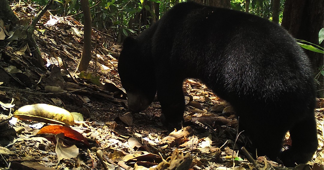 NationalZoo's tweet photo. ๐ Foraging for something tasty? Sun bears are omnivores, eating mostly fruit and insects. Our scientists caught this sun bear on a #CameraTrap in #Borneo. ๐ป #ConservationCam https://t.co/k5D4Qc90wz