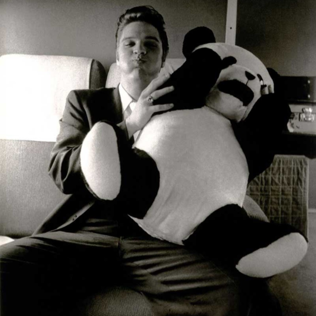 BawdyShop's tweet photo. You've bear-ly got time left to WIN tickets to #Nightof100Elvises! Contest ends 12/1 to attend Baltimore's event of the season at the Lord Baltimore Hotel 12/7. Dozens of bands and Elvis performers, it's a party full of hip-shaking fun! https://t.co/UF6OyVS1cM https://t.co/kHUvhFzXZo