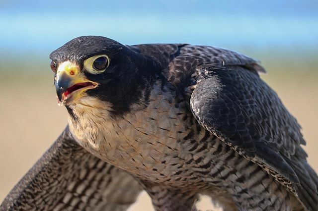 A guy likes to come around our farm with his peregrine falcon and chase birds. Got an up-close look at this guy today. #1shot #1birdshot #falcons ift.tt/33zwRk1