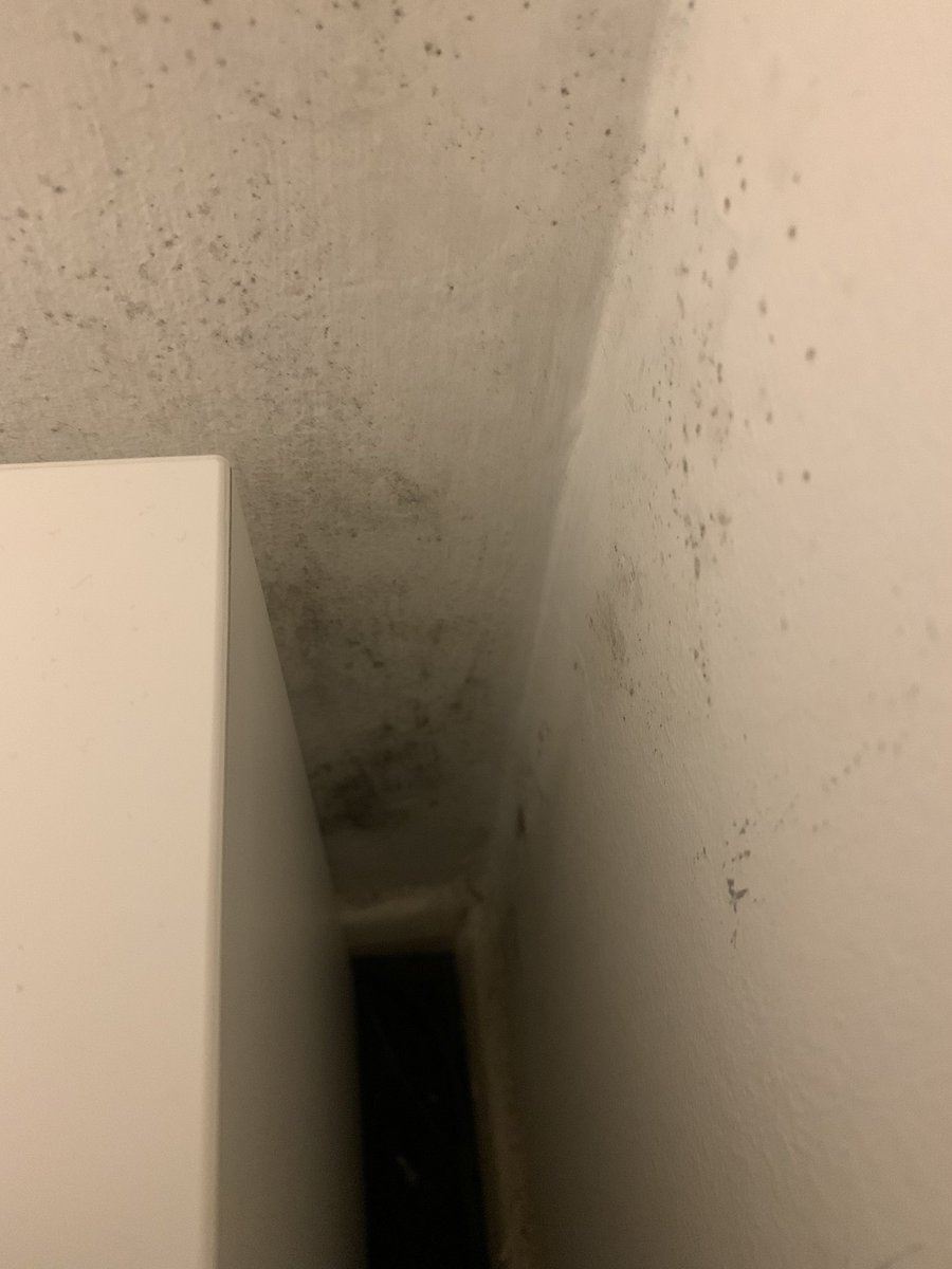 Corky93's tweet photo. @Waterloohousing do you think is this is healthy? We’ve had someone come out to look at our roof and they said it needs work as it’s leaking but no one has come out. So now this is happening again. https://t.co/7lsXN7D2n3