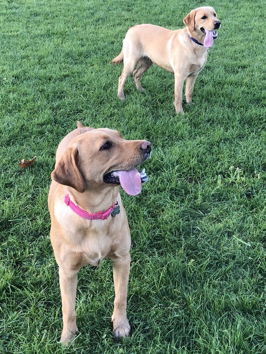 MeJacway's tweet photo. Play date with her sister Margie. Taz is at the back. #foxredlabradors #family #lifesgood https://t.co/oaWwvMYe9N