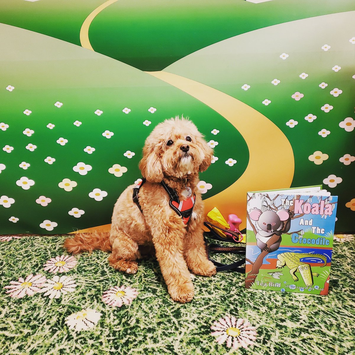 teabirdworld's tweet photo. #ElliTheCavaPoo enjoys #Reading, she added #TheKoalaBook to her personal library. #FizzysLandOfOz @The_greenbrier is full of cuddly cuteness today! #inlove #booksigning #TheGreenbrier https://t.co/6ZdHEPG3t7