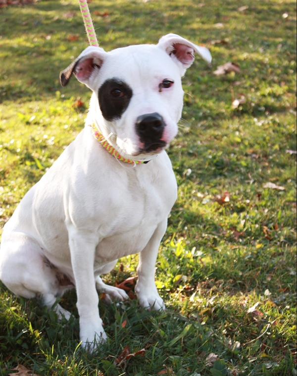 EMluvsPibbles's tweet photo. 🆘🚨CODE RED🚨🆘
18-month-YOUNG GILBERT!🥺
👉Gilbert was adopted on 5/26 came back as a stray 10/31😠
Now he has behavioral decline/stress/anxiety & will be killed at FCDS.
#PLEDGE #RESCUE #ADOPT #NOKILL #FAILEDbyHUMANS💉🚫
https://t.co/jR8g9S1YFn
@GuardiansFTAOh
Columbus, OH🇺🇸 https://t.co/7Tt64rzfym