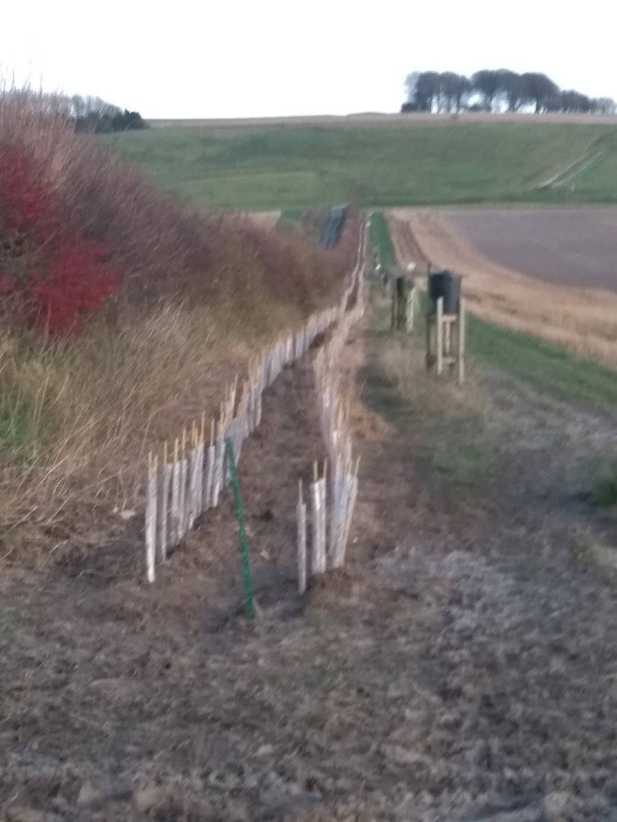 SpaceForNature's tweet image. Tree sparrow superhighway on the Marlborough Downs - thanks to all the wildlife champions that helped plant 500 metres of new habitat!