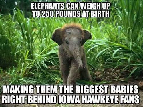 michaelnebraska's tweet photo. #HateIowaWeek https://t.co/jhrOKDmxyq