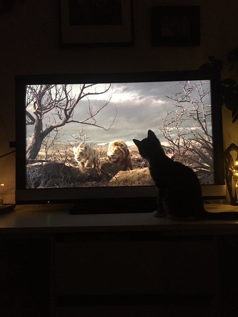 IefWeb's tweet photo. Little Nepomuk is watching #LionKing i think he is a fan! #CatsOfTwitter #CuteCats #CuteKitten @AwwwwCats https://t.co/McGAolXqfz
