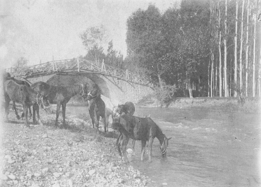 Horses in an Imperial Farm, 1890s 
Bir Osmanlı Çiftliğinde Atlar, 1890'lar   #HidupBerkahDenganSyariah   .✅. #oL7t7