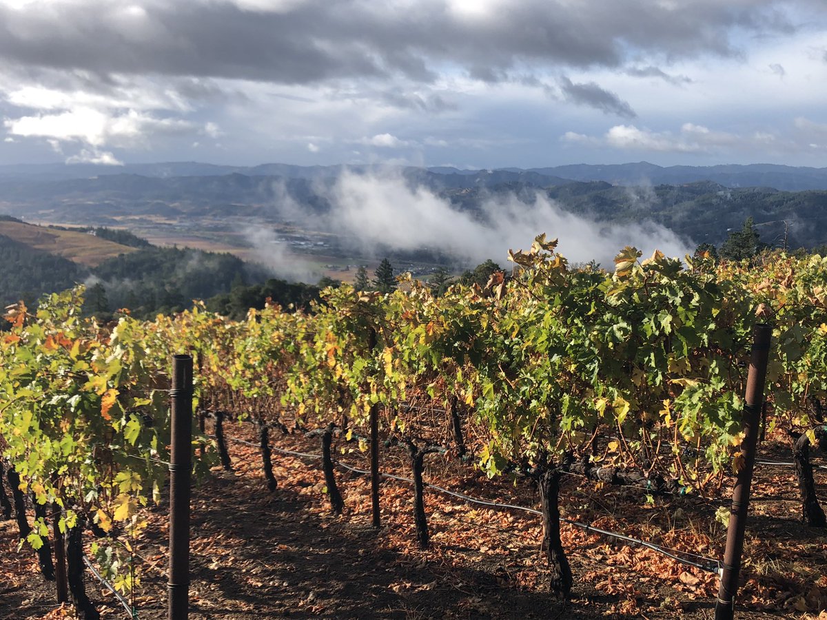 Chilly morning on the vineyard!