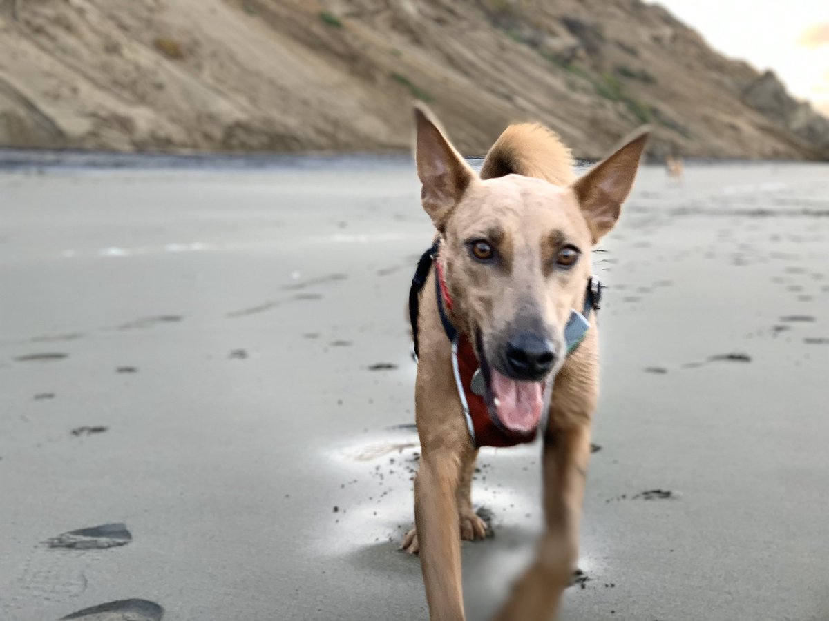 wocinnature's tweet photo. ✨ The Joyful Morning Hike 🐾🐾✨ ... #geneandkirrasadventures #optoutside #ilovemydog #gokirramahal #outdooradventures #dogsoutside #happytrails #happydogs #dogslife #pawsitivevibes #pawsome #pawfect #pawreffic #pawfection #pawrefficday #dogsthatexplore #preciousgift 🐕 https://t.co/aoxWIoplmt