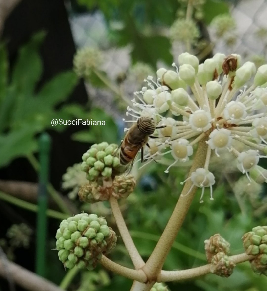 SucciFabiana's tweet image. Le #api possono percepire l’illusione di #Ebbinghaus, un fenomeno ottico per il quale un oggetto appare più grande o più piccolo al variare della dimensione di ciò che lo circonda. I fiori con petali piccoli mettono in risalto l’area con il nettare, attirandole. #trucchi 1/2