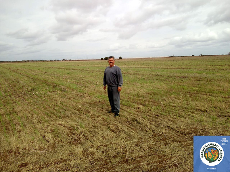 Hub_PACNorte's tweet photo. Siembra de trigo harinero del 15 de noviembre; nacencia con agua de lluvia de 50 a 60 mm, casi un riego de auxilio. Esta área de extensión de Arturo Sandoval esta dentro del proyecto abastecimiento con Bimbo Sonora, trabajando por una #AgriculturaConCiencia https://t.co/fDOHMnqO4V