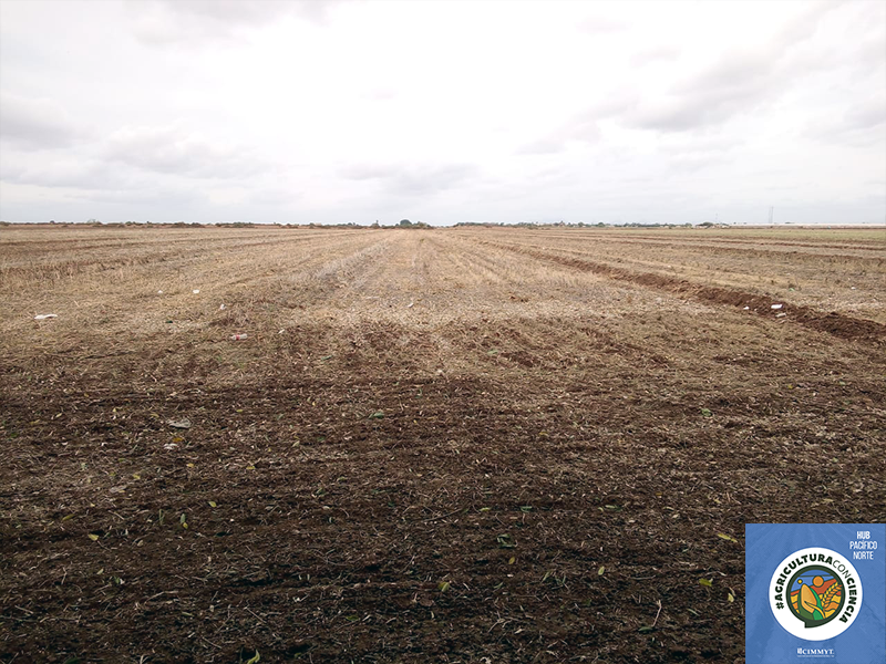 Siembra de trigo harinero del 15 de noviembre; nacencia con agua de lluvia de 50 a 60 mm, casi un riego de auxilio. Esta área de extensión de Arturo Sandoval esta dentro del proyecto abastecimiento con Bimbo Sonora, trabajando por una #AgriculturaConCiencia