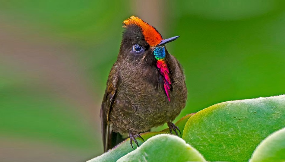 World birds on Twitter: "Rainbow-bearded Thornbill (Chalcostigma herrani) #painting #art https://t.co/0aNqxT10pb" / Twitter