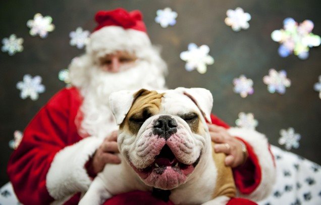 DallasDogLife tweet media