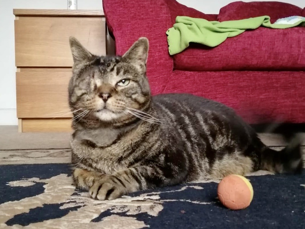 teeny tiny 3-legged cyclops seeks quiet home to snooze in! bit.ly/2OyZARV