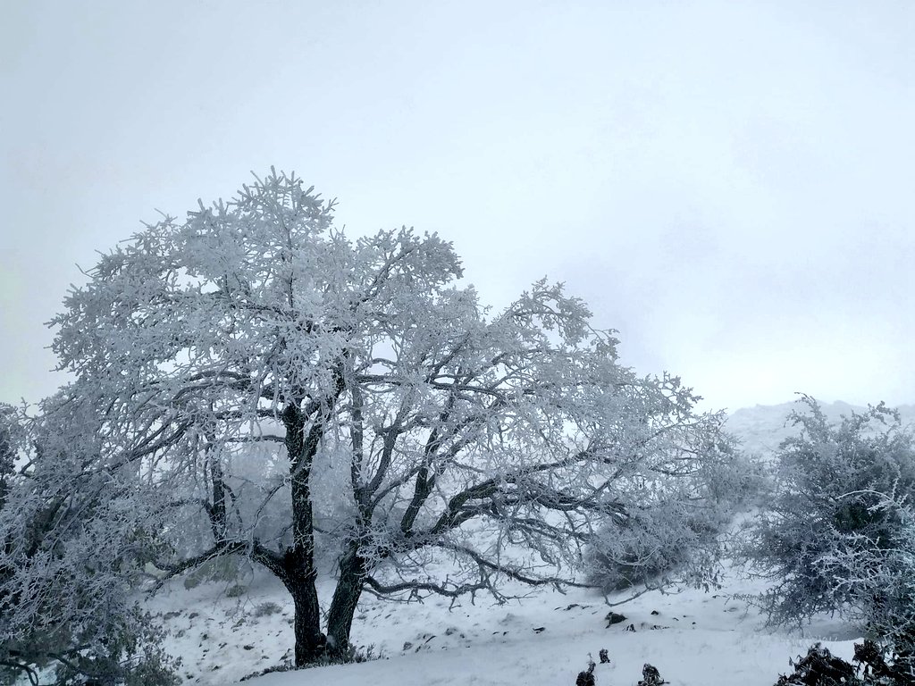 MeteoHellin's tweet photo. ❄️¿Volveremos a ver estas postales invernales en las cumbres de nuestras sierras de cara a la semana que viene? #SierraDeAlcaraz #SierraDelSegura #Albacete #Nieve #Snow

Todo pinta que sí. 📍Calar del Mundo 16/11/2019 (Riópar, AB) © Julio Patiño https://t.co/ggUUrvujDQ
