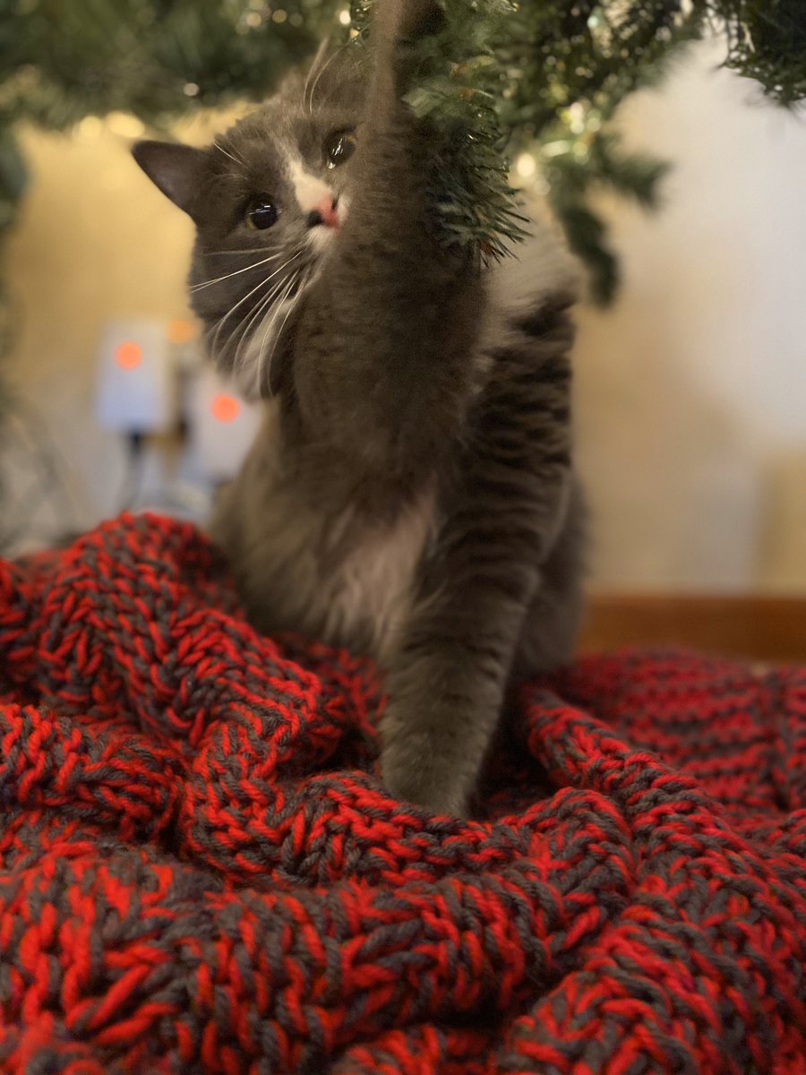 kennedyfreund's tweet photo. Pictures of Stella in front of the tree are not going near as smooth as last year. #toddlerlife https://t.co/gFrtNPAo0B