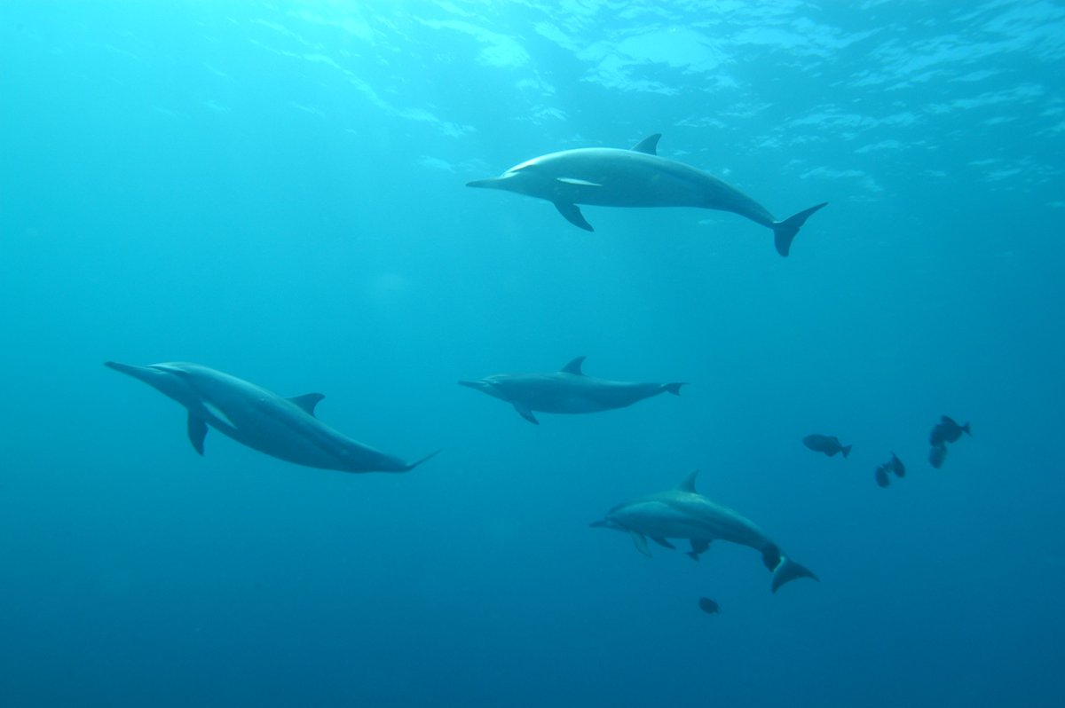 MissionBlue's tweet photo. "A healthy, functioning ocean is what makes life on Earth possible. No blue, no green." @SylviaEarle 

Photo by Rudney Uezu https://t.co/4ShnI8BrMS