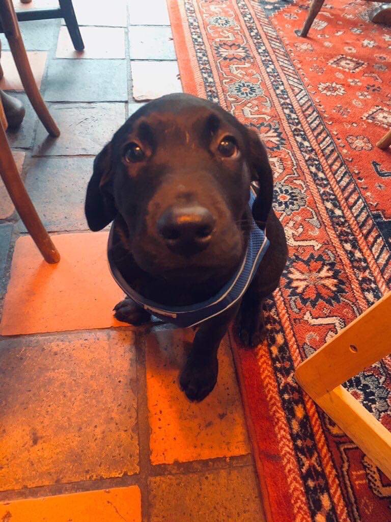 DerryBolt's tweet image. Got a new puppy, his name is Ruud and he is amazing