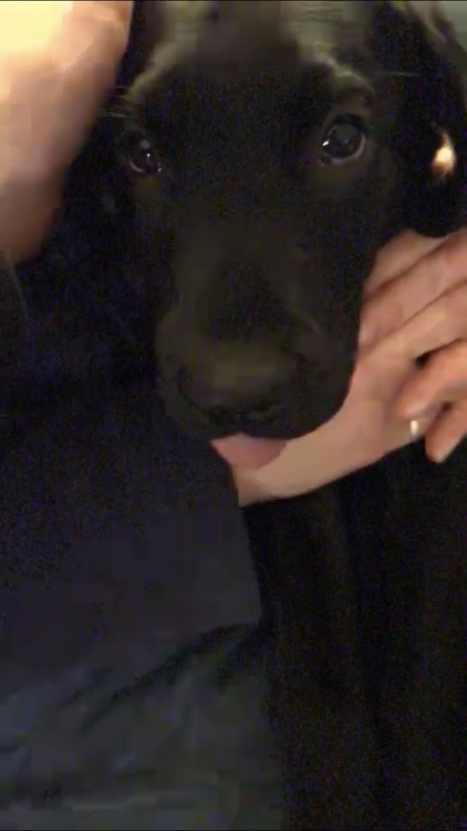 DerryBolt's tweet image. Got a new puppy, his name is Ruud and he is amazing