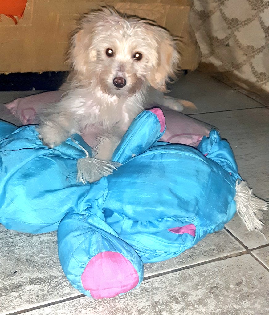 mayorga_kerly's tweet photo. #nosvolveremosaencontran En otra vida mi querida  Margarita  ,  hoy día  tu partida me dejo un profundo dolor pero se que ya estás descanso en paz no es un adiós. https://t.co/fnSlUz14Eg