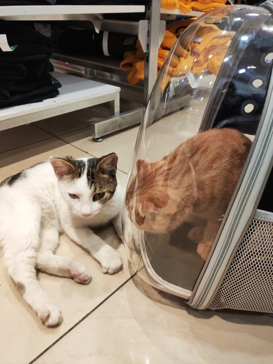 +adin ne?
-venus senin?
+genelde pissstt derler:(