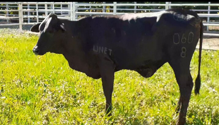 SircaUNET tweet media