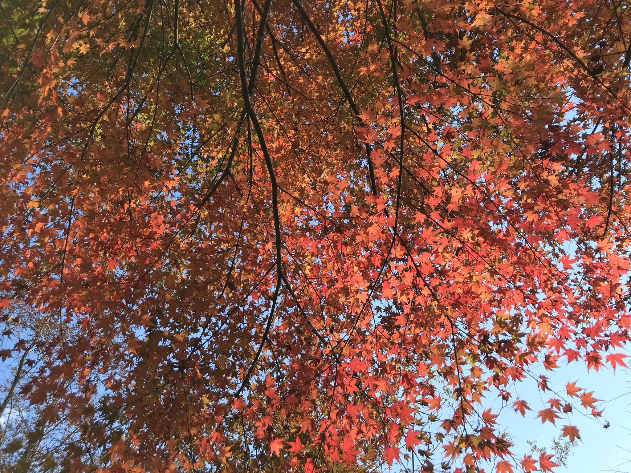 三浦半島散歩多摩 紅葉 秋 乙女森林公園 乙女の森 乙女峠 山 箱根外輪山 箱根 御殿場 静岡県 山の紅葉が綺麗 T Co Y1gtgn5z9m Twitter