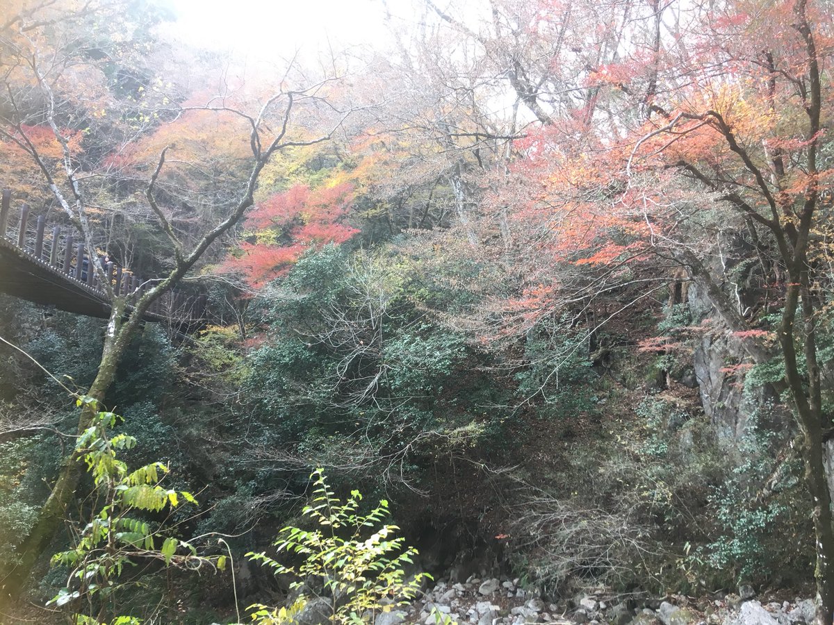 sacritabust's tweet image. 花貫渓谷の紅葉はもう終わりを迎えていますね。一足遅かった。。。
#花貫渓谷 #紅葉 #beatmap