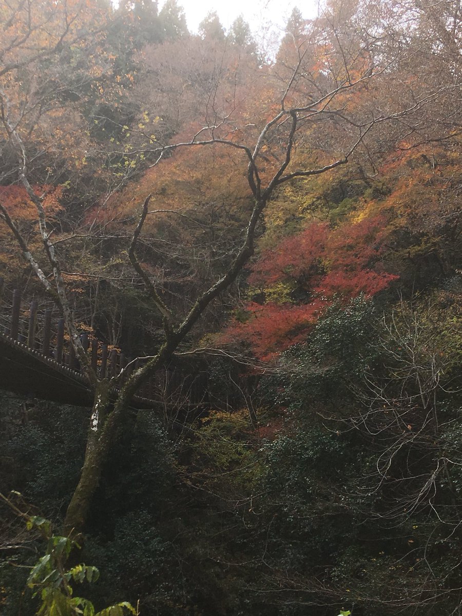 sacritabust's tweet image. 花貫渓谷の紅葉はもう終わりを迎えていますね。一足遅かった。。。
#花貫渓谷 #紅葉 #beatmap