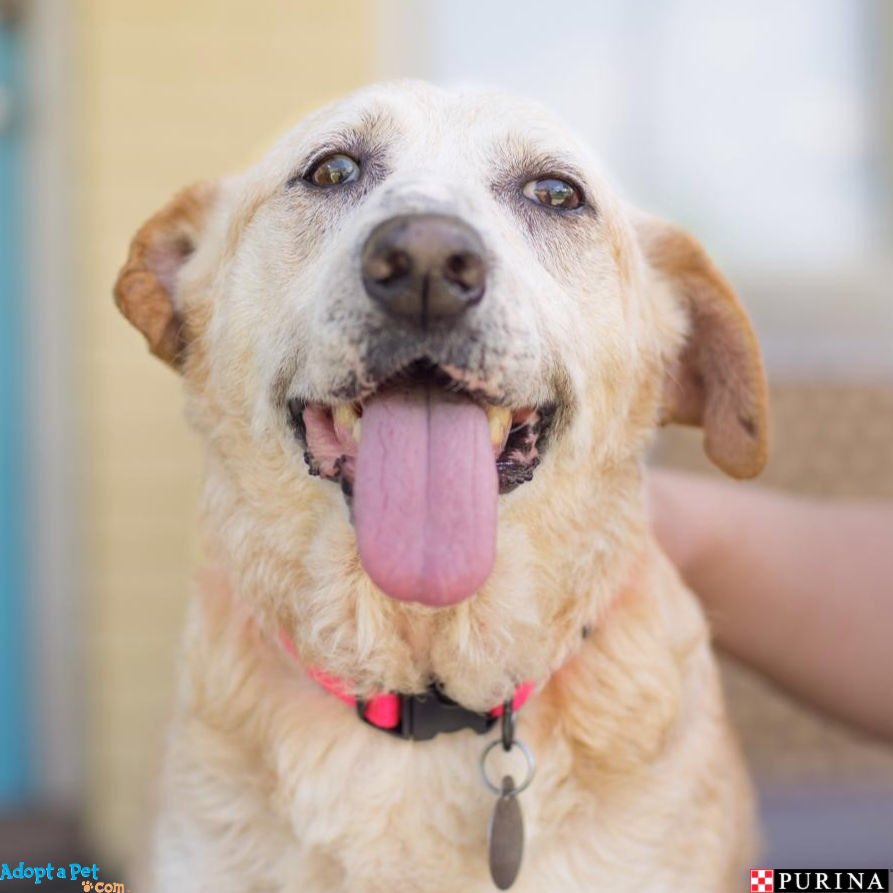 (1/3) <a href="/Purina/">Purina</a> presents today's Five O'Clock Cuteness: Sunni! Her motto and favorite song is "All You Need Is Love" because she cannot get enough of it! To Sunni, there's nothing better than getting a good brush, pet, and cuddle - she lives for it.