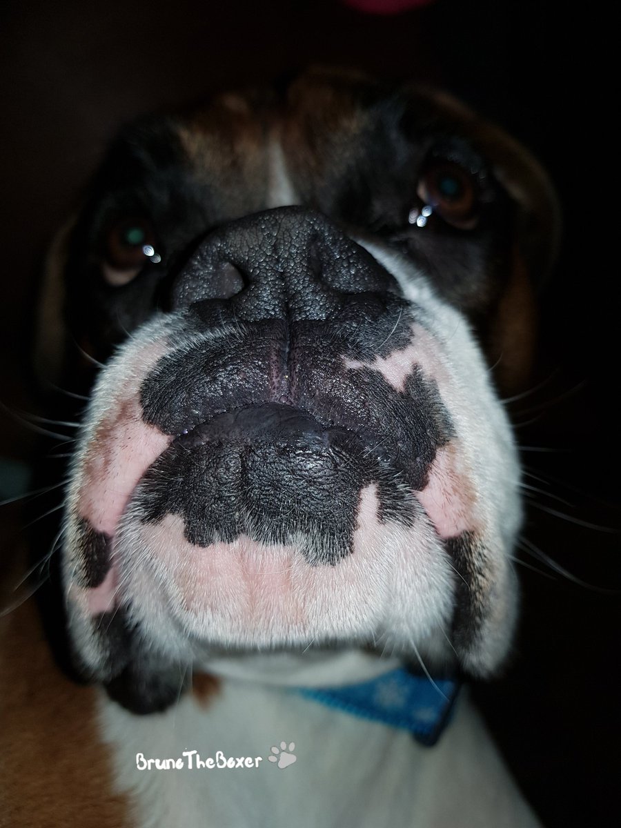 BoxerBruno24's tweet photo. •
•
•
•
•
•
•
#boxerdog #boxerdogs #boxerdogfans #boxerdog_ig #boxerdogcentral #boxersoguk #boxerdoglover #boxerdogz  #boxerdoglove #boxerdoggram #boxerdogsofinsta #boxer #dog #dogsofig #dogsofinstagram #dogslife #dogsarecool #dogphoto #dogdaily https://t.co/xHyYY7tlWQ
