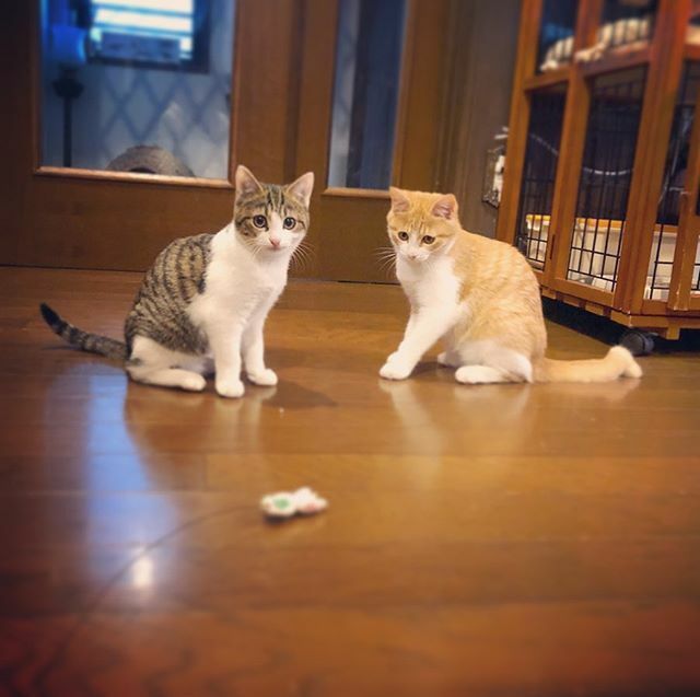 caracatcafe's tweet photo. 本日も丸ぽよスタンバイOK‼️ #遊びに来てね
#13時OPEN
#丸ぽよ兄弟
#里約済
#仔猫 #こねこ #kitten #kitty
#保護猫
#ねこのいる暮らし #ねこのいる生活
#cat #catsofinstagram #instacat #sweetcatshub
#猫 #ねこ #ネコ #猫カフェ #caracatcafe #箕面 #北摂
#ccck129 #ccck130 https://t.co/yIVEvHtbeX