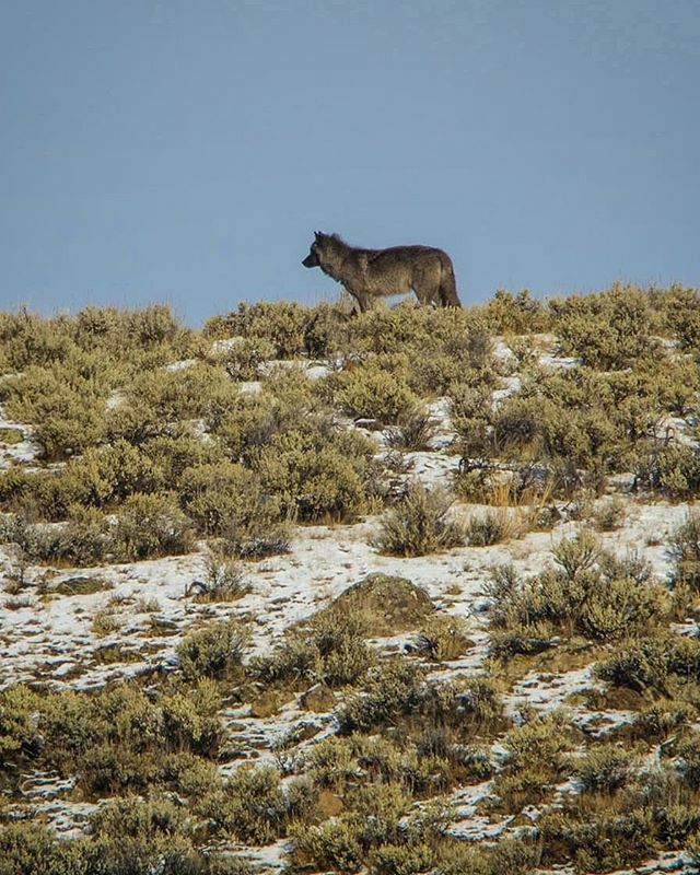 You know is going to be a good day when a wolf appears on a ridge. 🐺🐺 #yellowstonenationalpark #yellowstoneforever #yellowstone #wilf #worthmorealive #wildlifeig #wildlifephoto #wildlifephotography #nature #naturephotography #earthonlocation #earthca… ift.tt/37SE81x