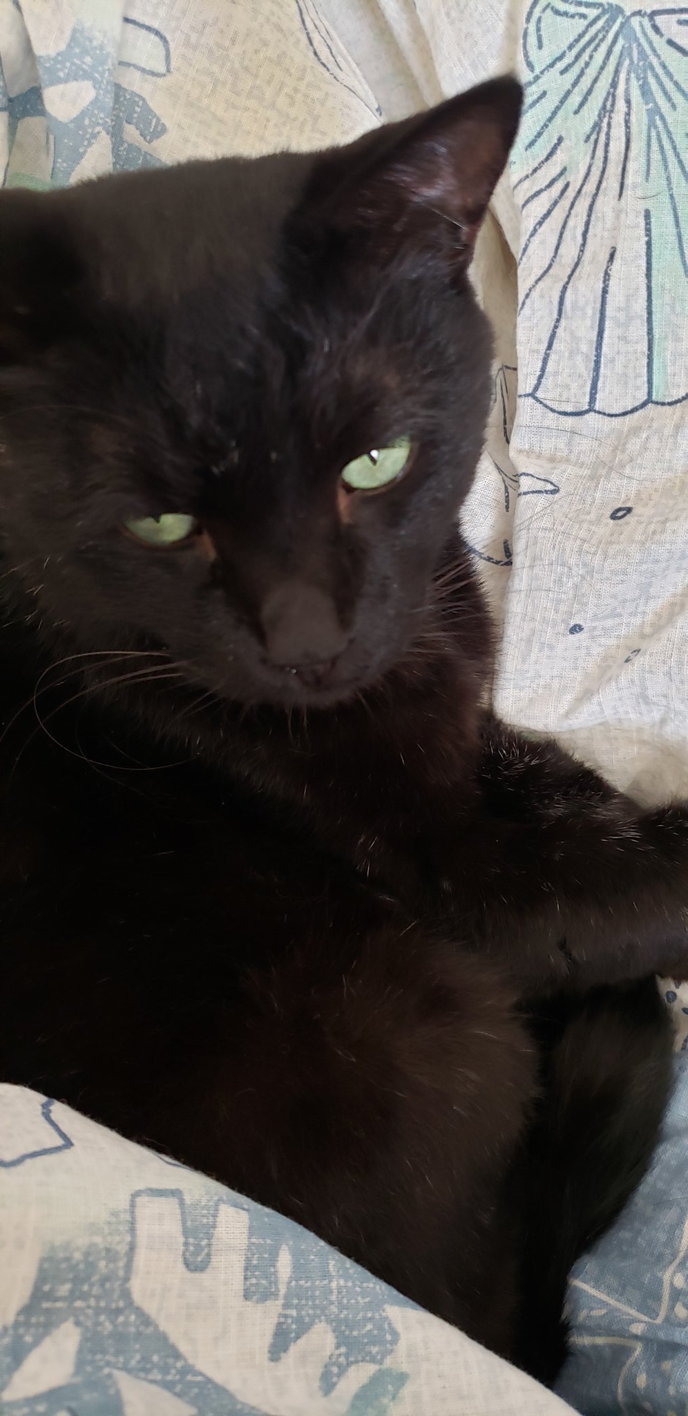 ねこはなはなし Twitter Search Twitter