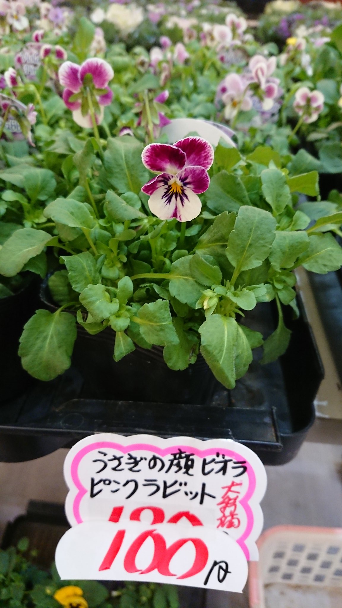 ぱんだ母さん みつばち製品のお店アルビレオ 鴻巣ー東北友情物産市 最終日スタートしました うさぎの顔 見えますか ビオラ ガーデニング ピンクラビット T Co Ratv0k6hij Twitter