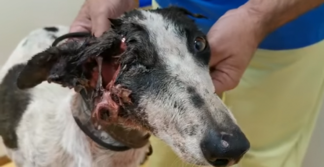 PartidoPACMA's tweet photo. ⚠️¡IMÁGENES DURAS!

@galgos112 nos muestra el horror que sufren miles de animales utilizados para cazar como Daura, una galga abandonada con media cabeza comida a bocados y con el ojo colgando.

¡No nos engañan! Esto no es extraordinario. La caza es así y debemos acabar con ella. https://t.co/qH0qMbqwEl