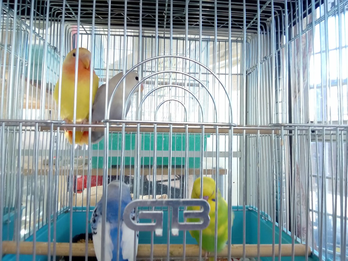 インコ販売 インコ販売