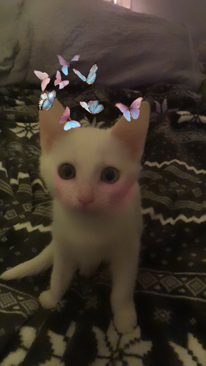 bucketbarn's tweet photo. get my cat cast as alpine twitter do ur thing https://t.co/8fmjg6l654