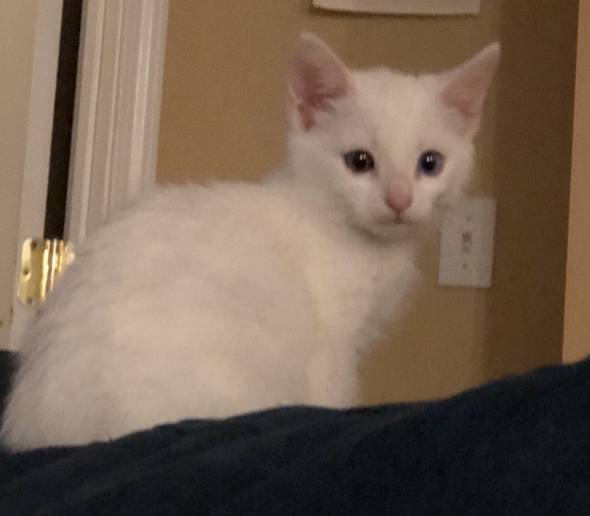 bucketbarn's tweet photo. get my cat cast as alpine twitter do ur thing https://t.co/8fmjg6l654