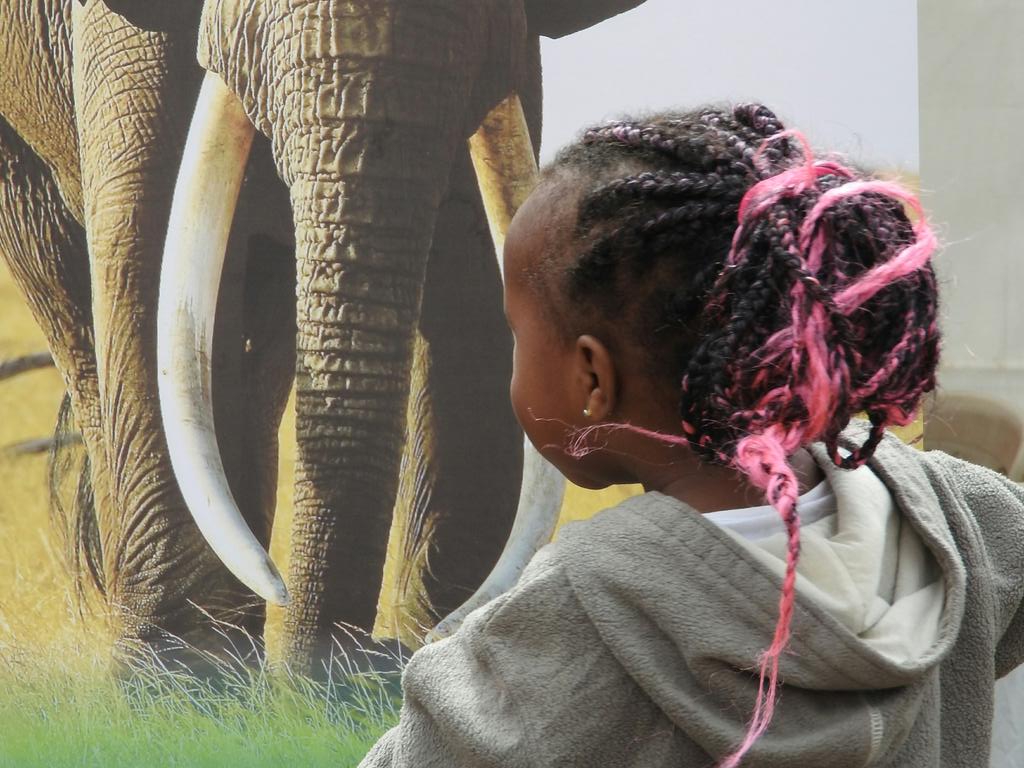 KigenFinn's tweet photo. She's posing like a pro
#ConservationFunDay https://t.co/yNViwX56Ch