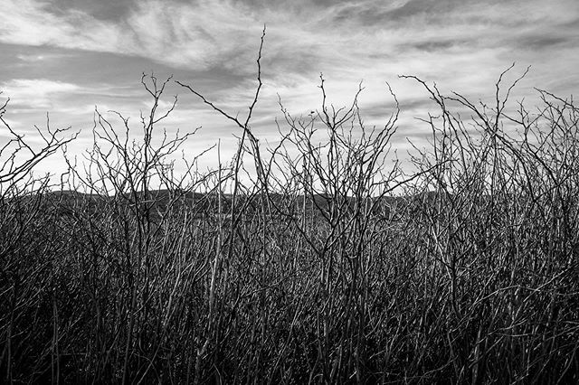 Dry Brush #3. Coming this month to #mercurytwentygallery #truth
#pointreyesnationalseashore #drakesestero #drakesesterotrail #monochrome #blackandwhite #clouds #hiking #winterlandscape #drybrush #noleaves #nikond810 #lightroom ift.tt/33ymiO3