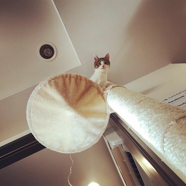 caracatcafe's tweet photo. おつかれさまるるん!
#丸ぽよ兄弟
#まるるん
#里約済
#仔猫 #こねこ #kitten #kitty
#保護猫
#ねこのいる暮らし #ねこのいる生活
#cat #catsofinstagram #instacat #sweetcatshub
#猫 #ねこ #ネコ #猫カフェ #caracatcafe #箕面 #北摂
#ccck130 https://t.co/gcnHIxuD9a