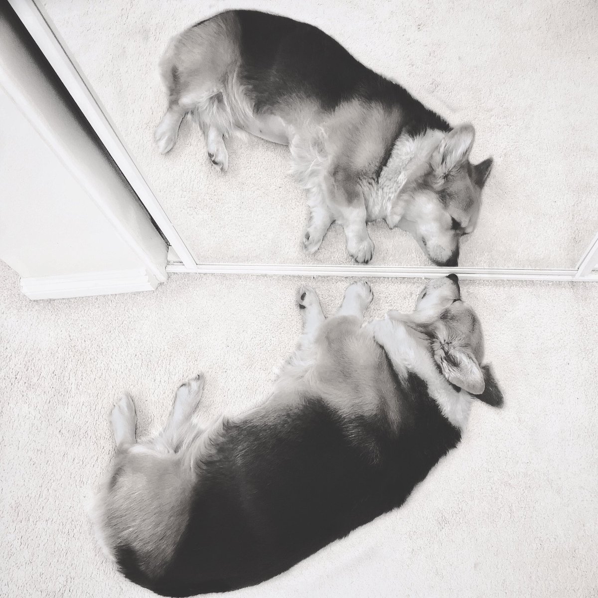 corgi_zero's tweet photo. Is it weird that I see corgis in every Rorschach inkblot test?
#CorgiObsessed #Inkblot #LetSleepingDogsLie #LitFridayNight https://t.co/QiqgVvetpQ