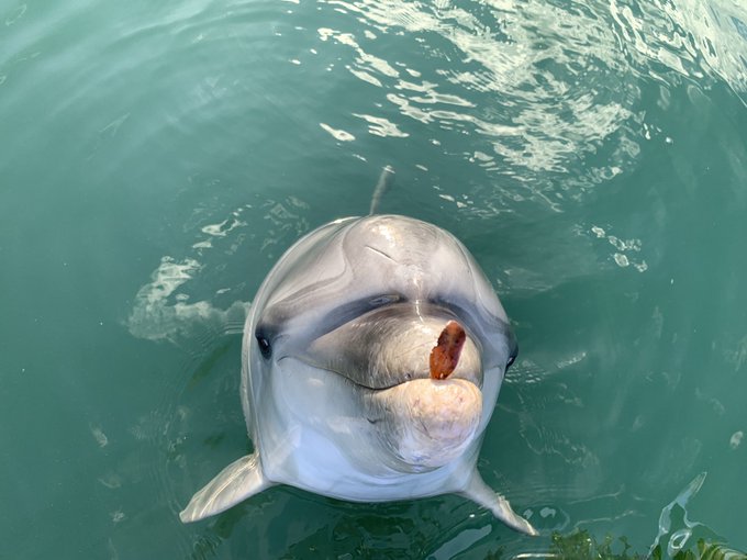 イルカ好きのtwitterイラスト検索結果 古い順